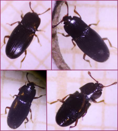 Cerylon sp.